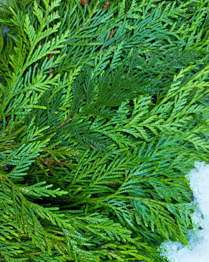 Winter Solstice 26" Fresh Cedar Wreath